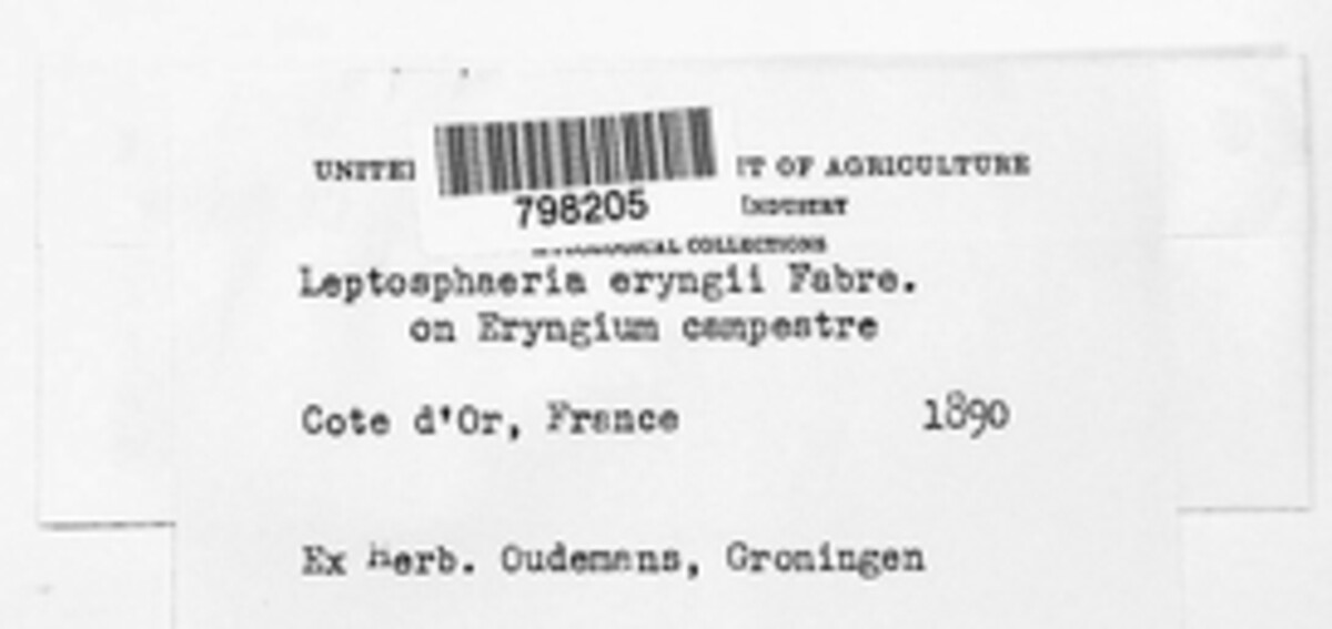 Leptosphaeria eryngii image